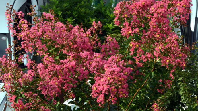 百日紅の花が増えた