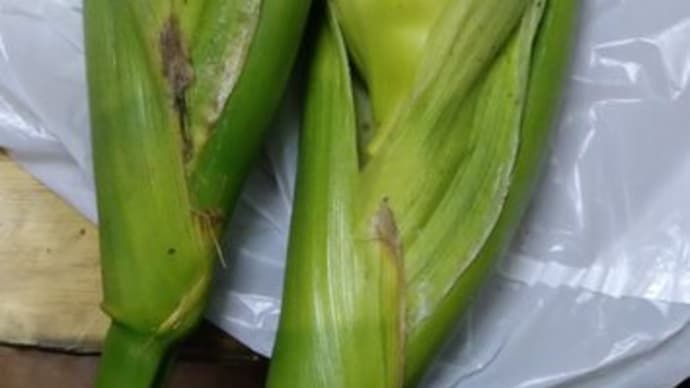 無農薬有機野菜を戴く(∩´∀`)∩ワーイ 2024/07/01