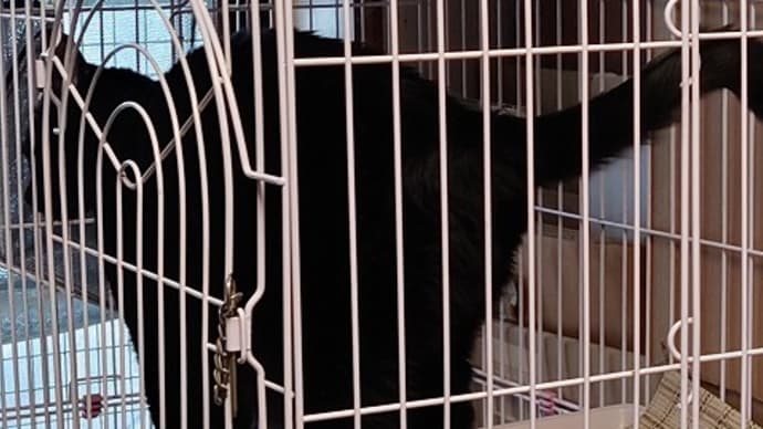 黒猫感謝の日 / 黄金桃