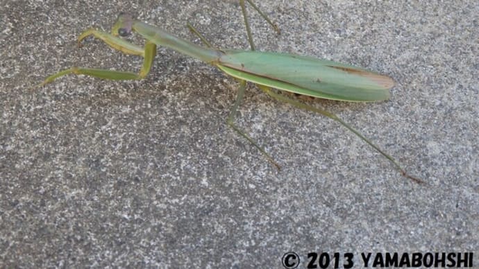 チョウセンカマキリ(富山市新名)