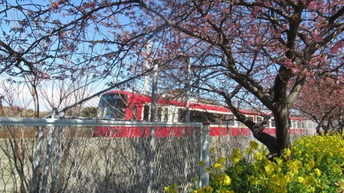 2025年2月22日 レポート第10回 三浦海岸の河津桜🌸🌸🌸開花状況~\(^-^)/ ★ いちご狩りの後、桜並木をドライブしました