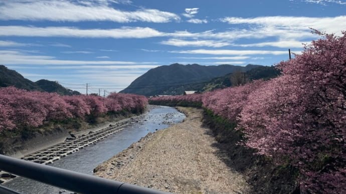 河津町で本場の河津桜を観る