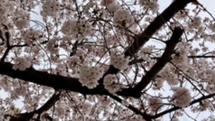 花冷えです