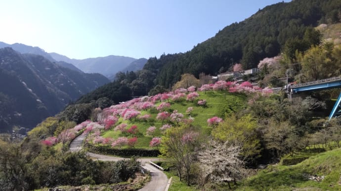 ひょうたん桜