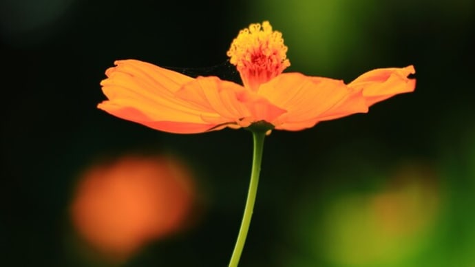 山里の花 夏から秋へ