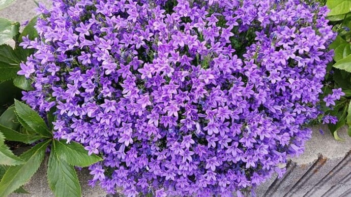 庭の花、梅雨に入る前に