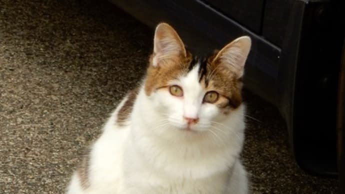 家猫野良猫セレクション3