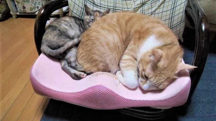 トラちゃんとミコちゃん仲良くおネンネ中で~す(#^.^#)