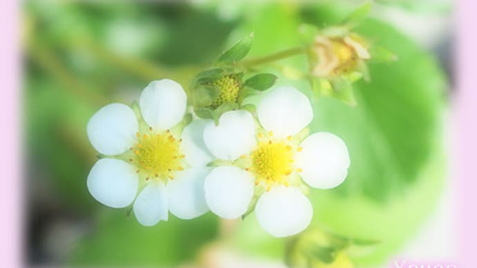 久能山いちご狩り