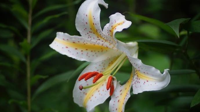 菅谷館跡のヤマユリが開花