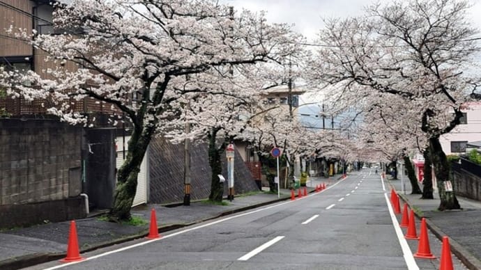 安部山桜通りの桜 ほぼ満開 25.3/28