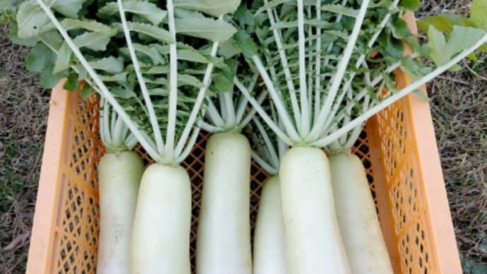 名和書店さん前ミニまるしぇ お野菜紹介 12/24㈯