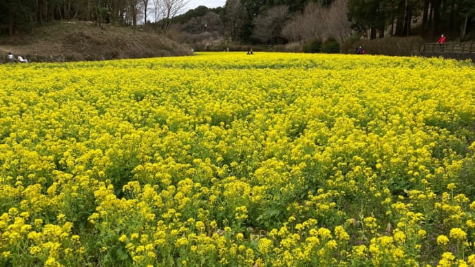 追分市民の森 菜の花畑