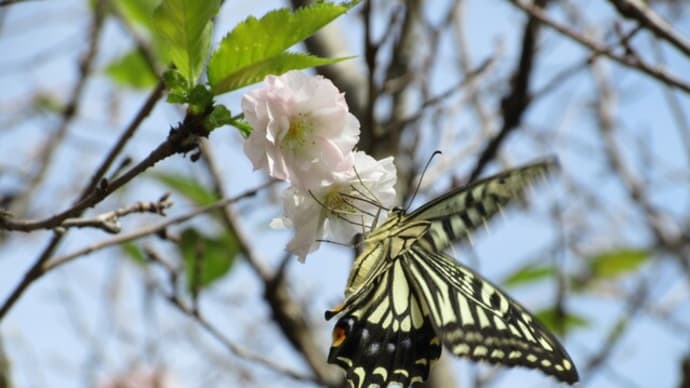 1か月ぶりに薬師池公園へ