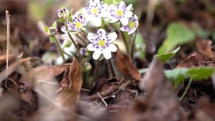 春のお花。お家編。