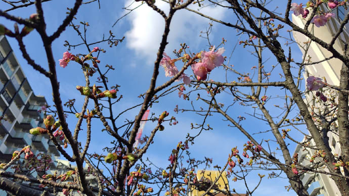 カワヅザクラ開花