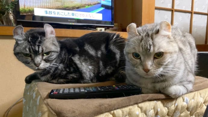 20240405の猫たちと時々犬