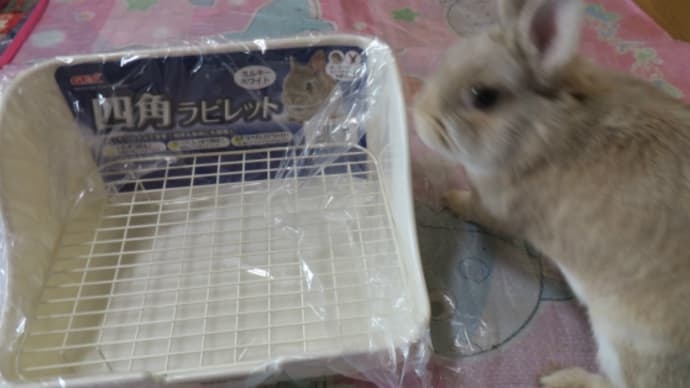 うさぎ学長!わちゃまる君!(その199)トイレを新調した、わちゃまる君