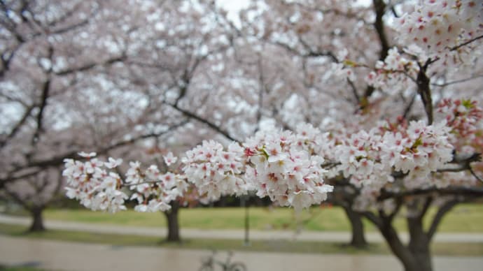 花散らし
