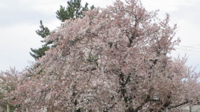 今年は桜が長いのでスタンリー・クラーク・・・??
