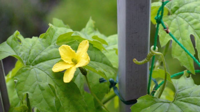 6/10 ゴーヤの雌雄の花が開きました