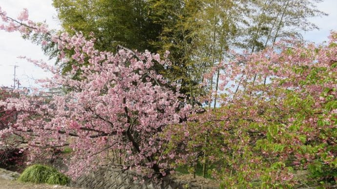 ぽっかぽかな時間 桜の花の様子