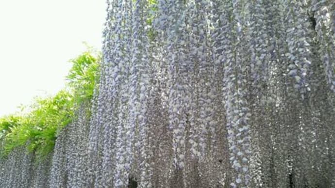 玉敷神社の藤が満開です。
