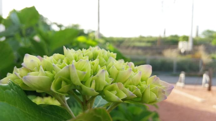 もうすぐ紫陽花と梅雨。自然界はいつも通り。