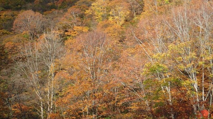 秋たけなわ=キノコもたけなわ
