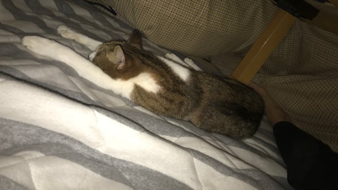 コタツ猫