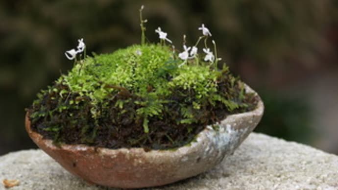 開花中の山野草