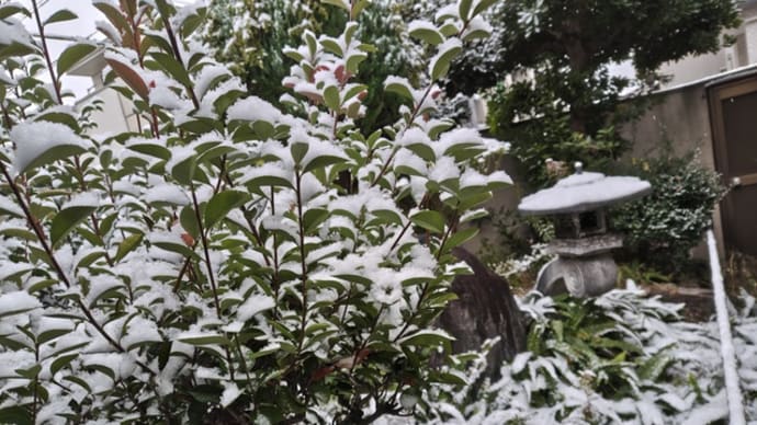 初雪!
