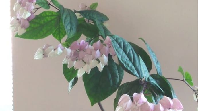 花の季節