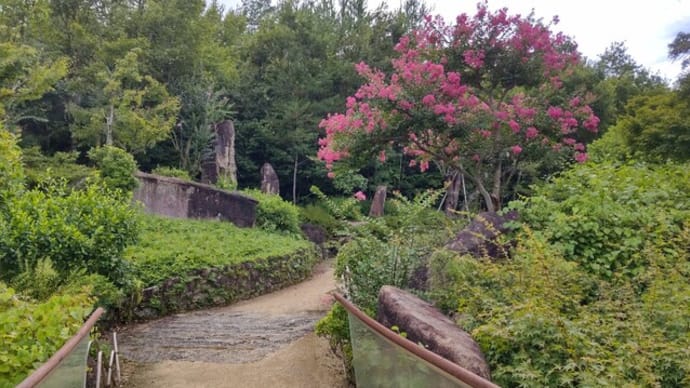 サルスベリ：日本庭園奥でボリューム満点
