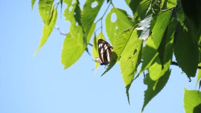 汗をかいて夏仕様の体へ・熱中症の予防にも
