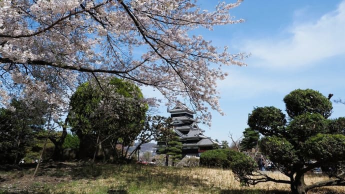 桜咲く......国宝 松本城