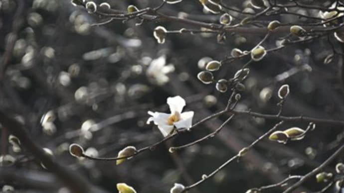 2023年3月11日 加速する春