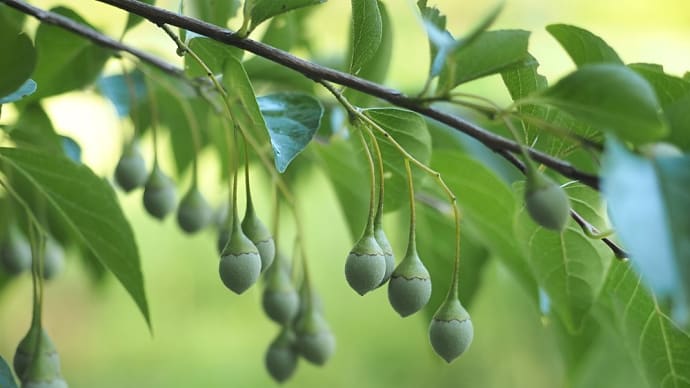 ★真夏の里山に木の実が目立つようになってきた　2023