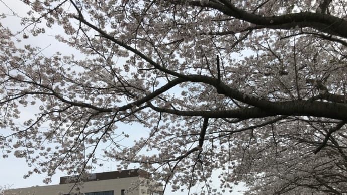 レンゲの花が咲いていました