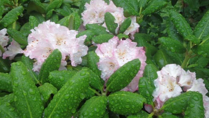 雨の日の花