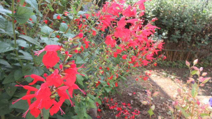 今日の花(ベニバナサルビア)