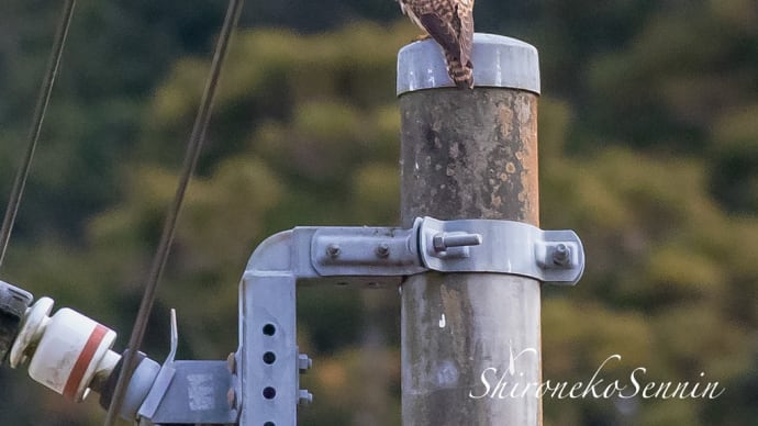 この冬に出会った野鳥たち その3「チョウゲンボウ、ノスリ、カワセミ、土下座するカラス」