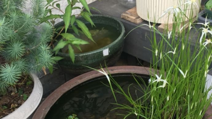 メダカとシロバナカヤツリ