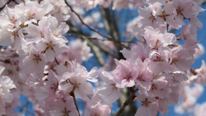 長野の春「桜は開花宣言かな？」！