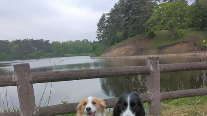 明日の熊練中止