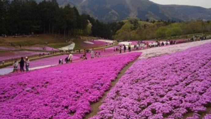 今日はプチ旅行~芝桜の里へ