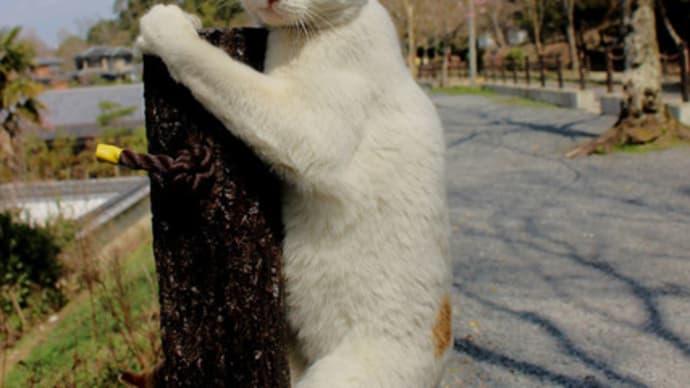 登り猫　シロ　路地の猫　モモちゃん