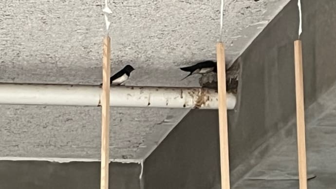 つばめカップル
