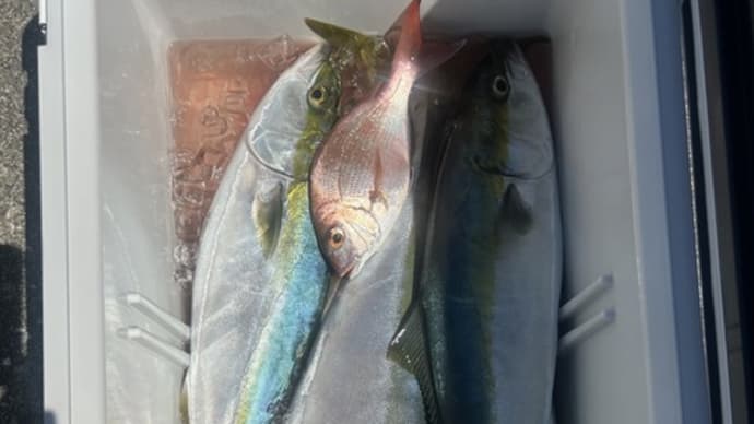 午前便タテ釣りです。