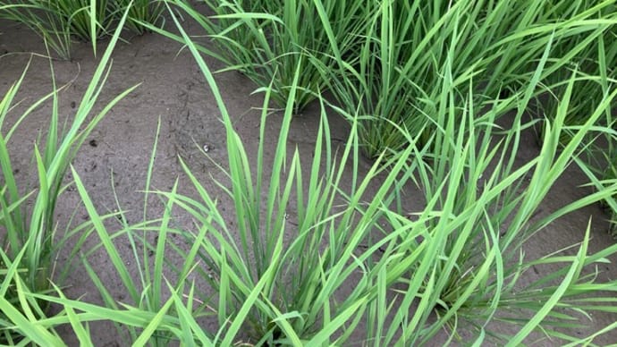 7月14日(61日目)中干し開始